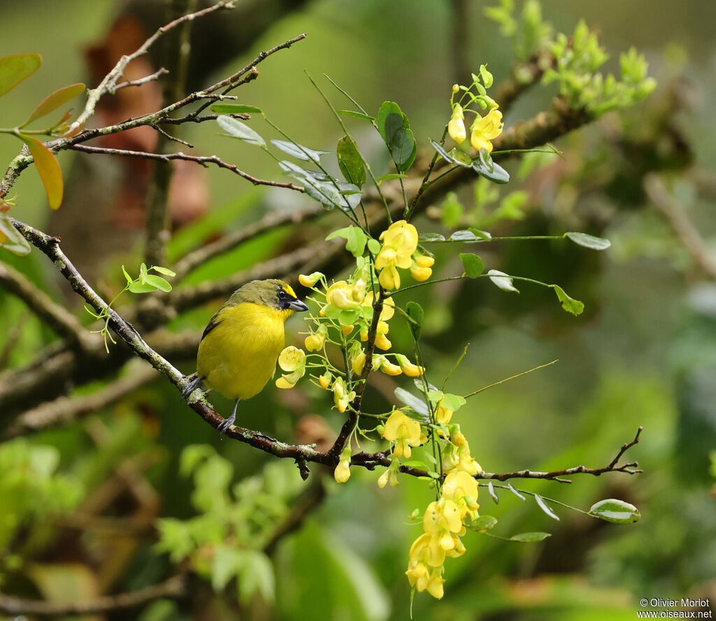 Thick-billed Euphonia