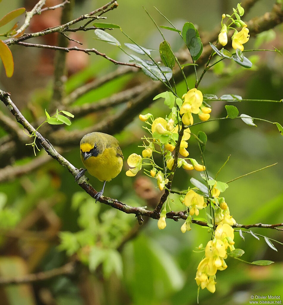 Thick-billed Euphonia
