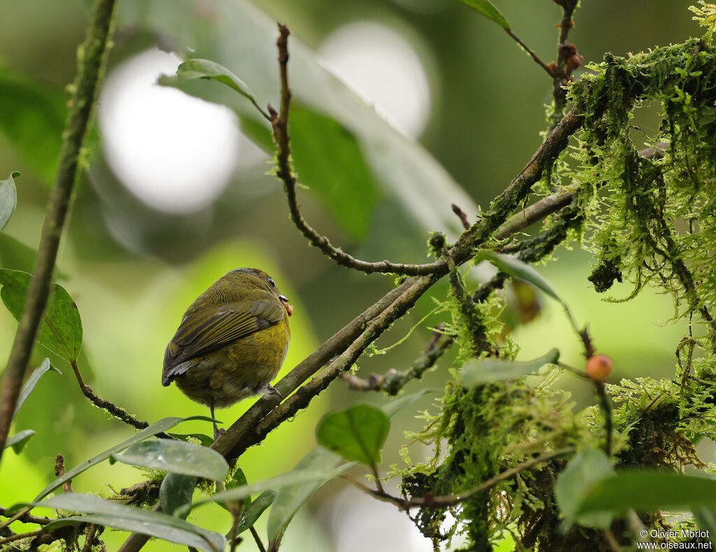 Tawny-capped Euphonia