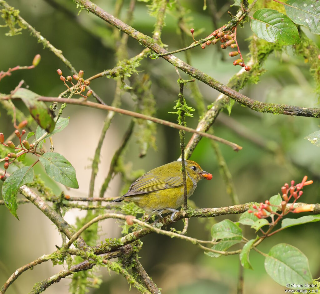 Tawny-capped Euphonia