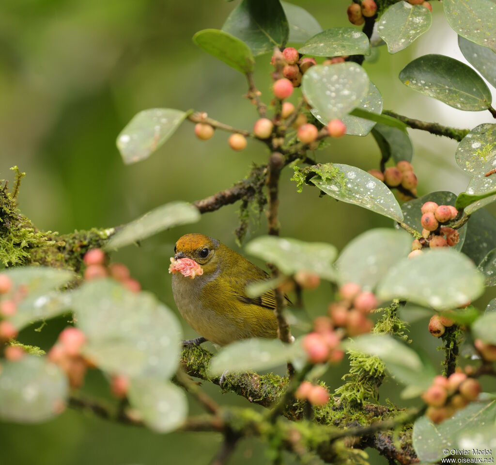 Tawny-capped Euphonia