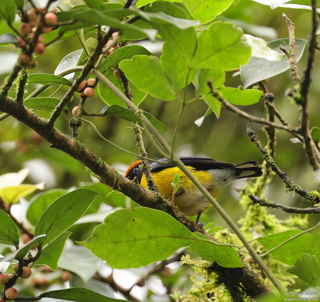 Tawny-capped Euphonia
