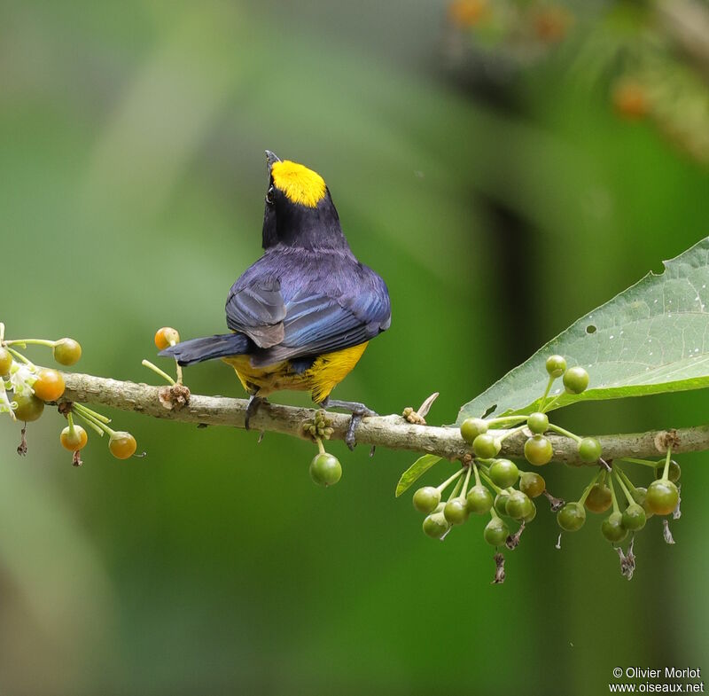 Orange-bellied Euphonia