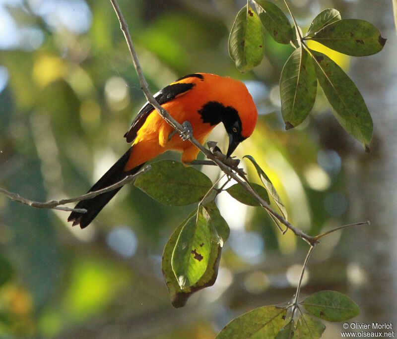 Oriole à dos orange