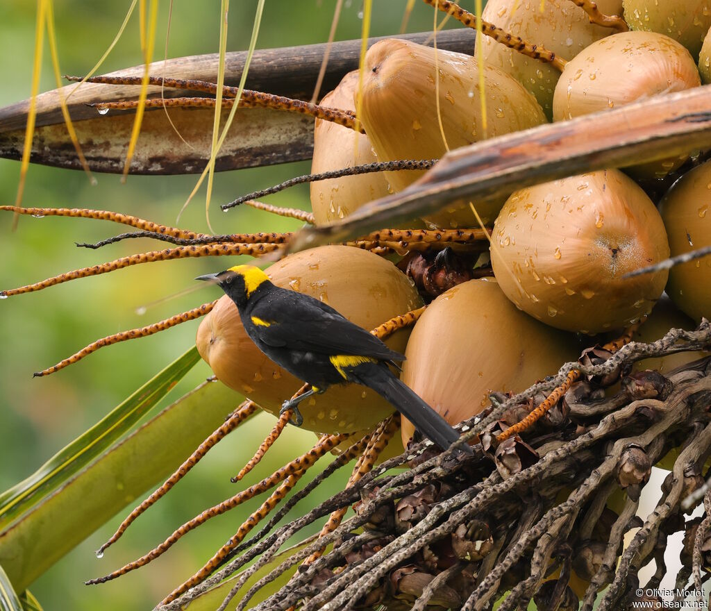 Oriole à épaulettes