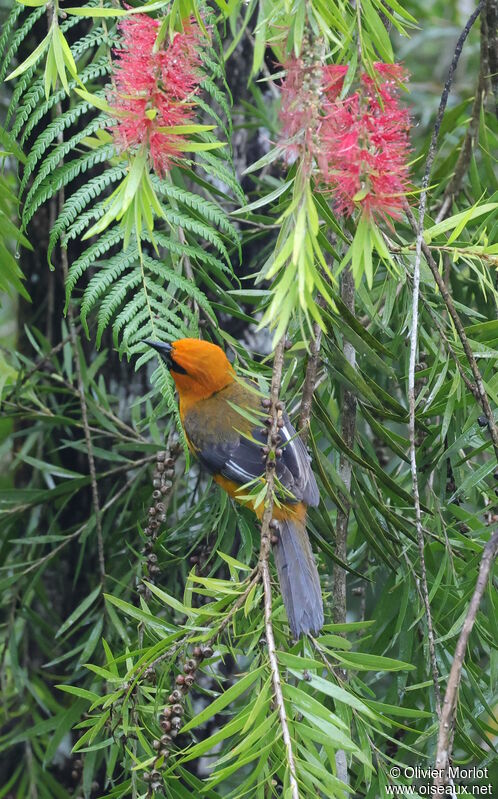 Oriole à gros bec