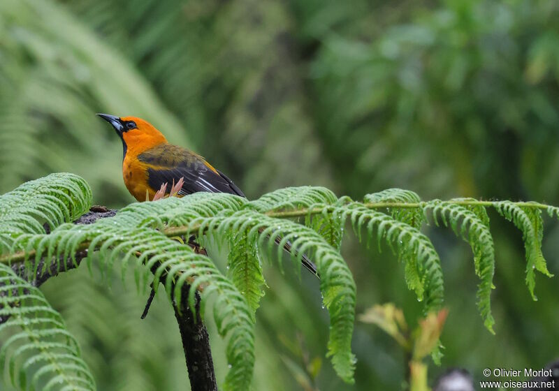 Altamira Oriole