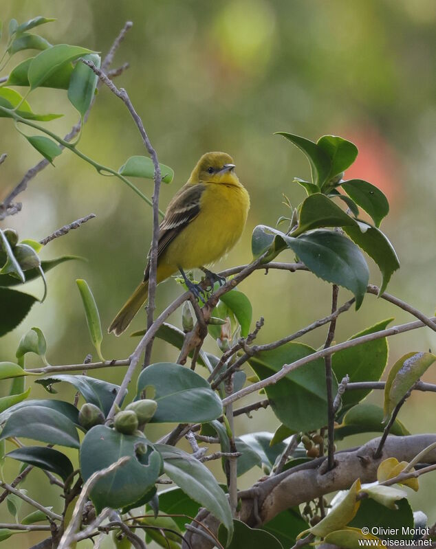 Oriole des vergers femelle