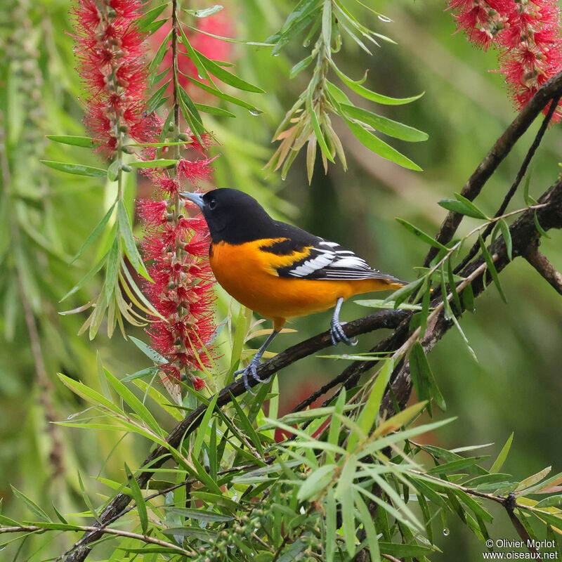 Baltimore Oriole