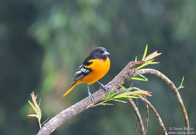 Oriole du Nord