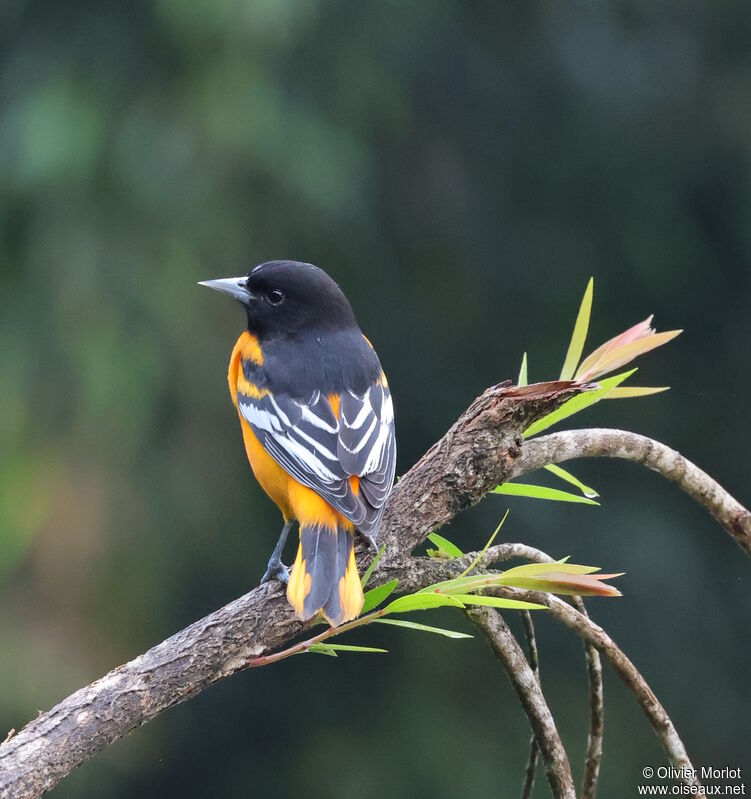 Baltimore Oriole