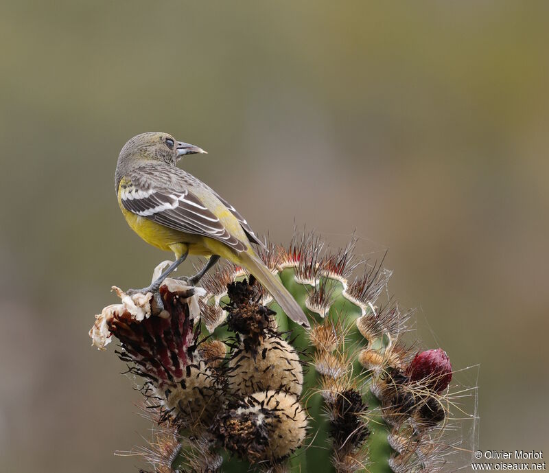 Scott's Oriole female