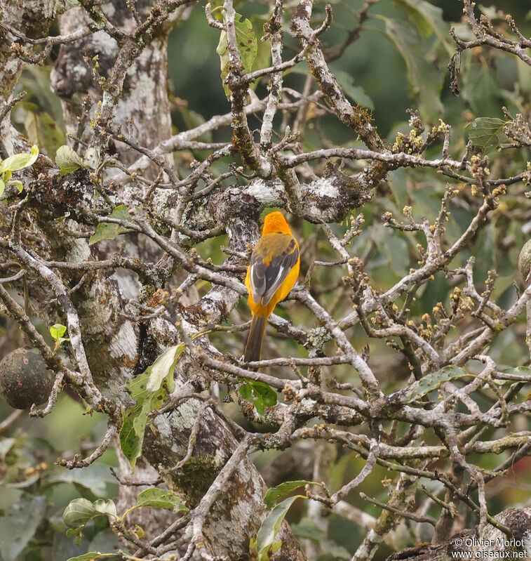 Spot-breasted Oriole