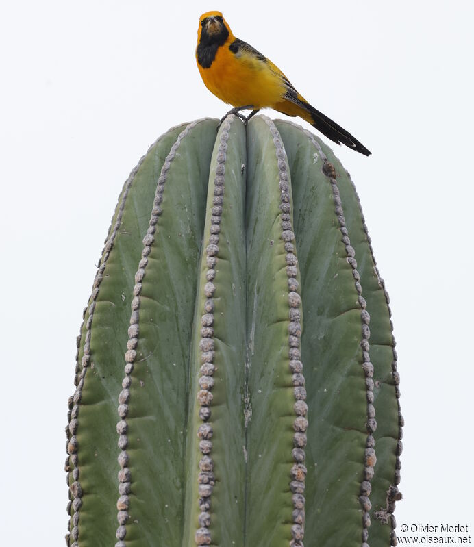 Hooded Oriole