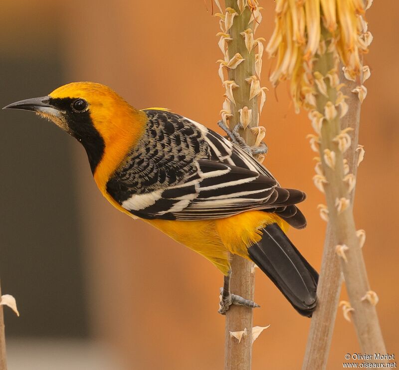 Hooded Oriole male