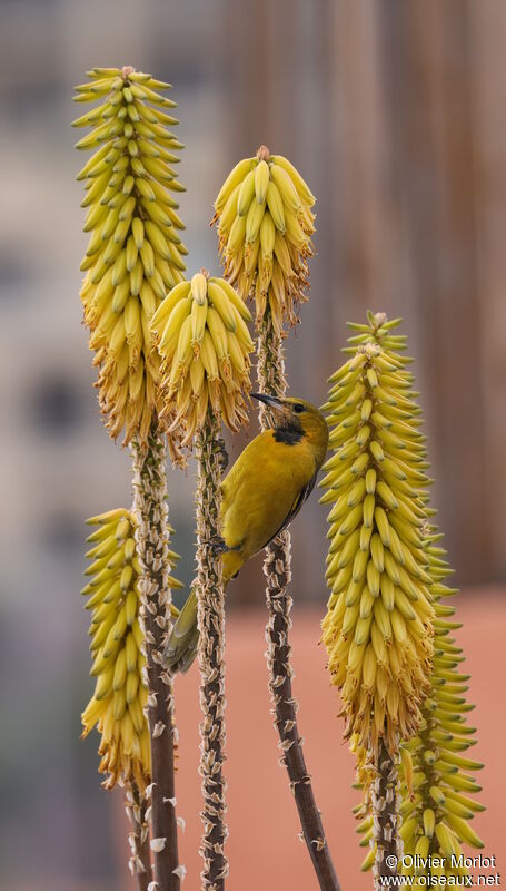 Hooded Oriole male immature