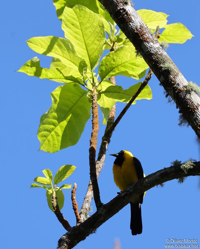 Oriole noir et or