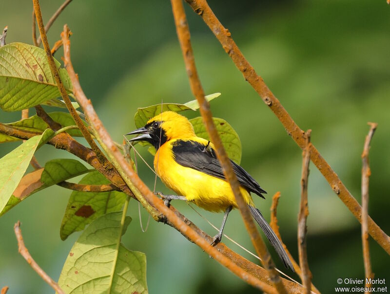 Yellow-backed Oriole