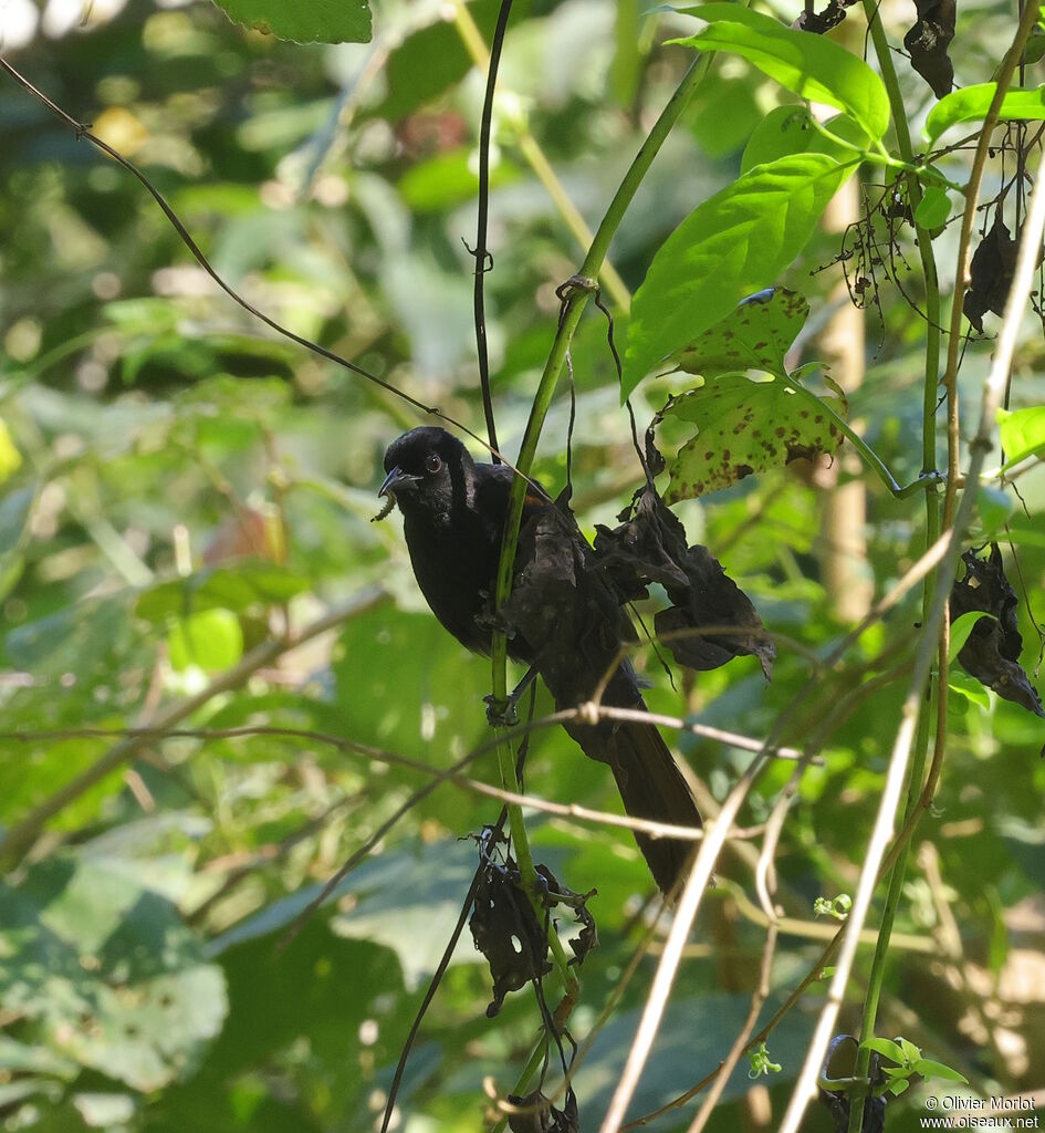 Variable Oriole