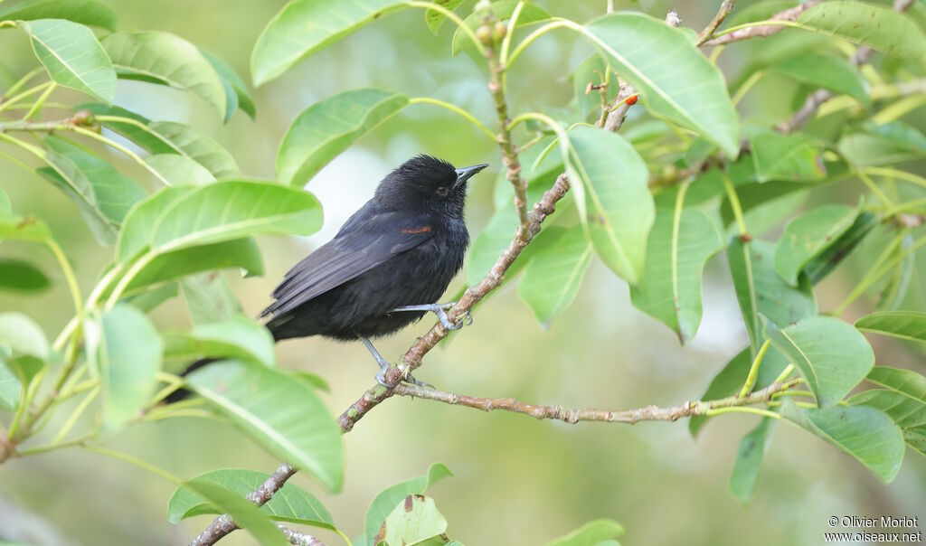 Variable Oriole