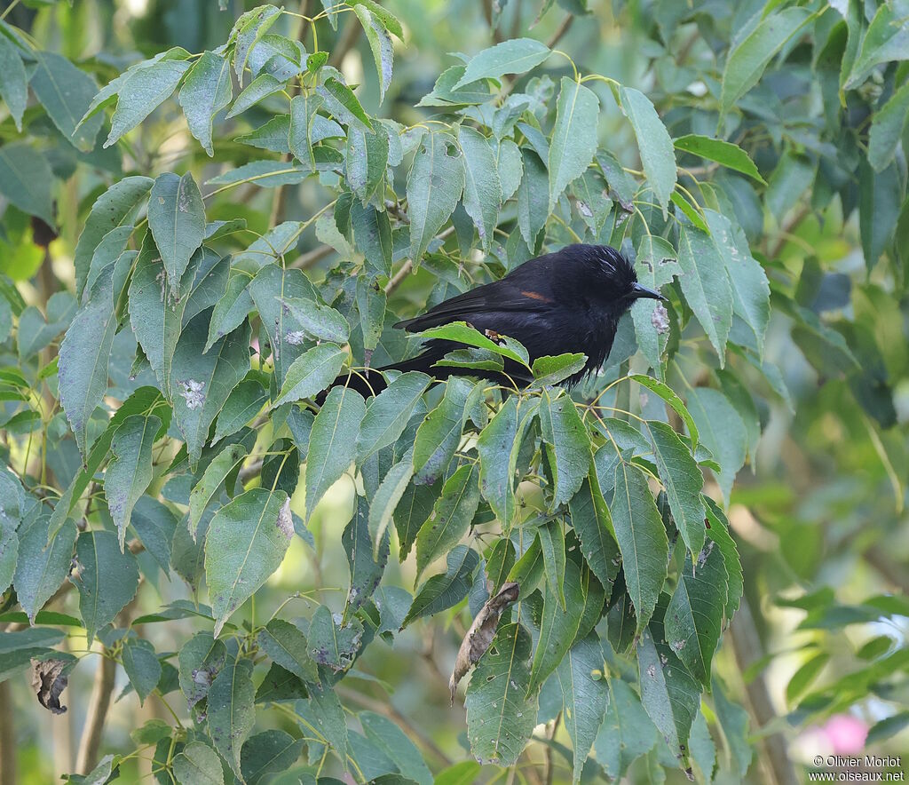 Variable Oriole