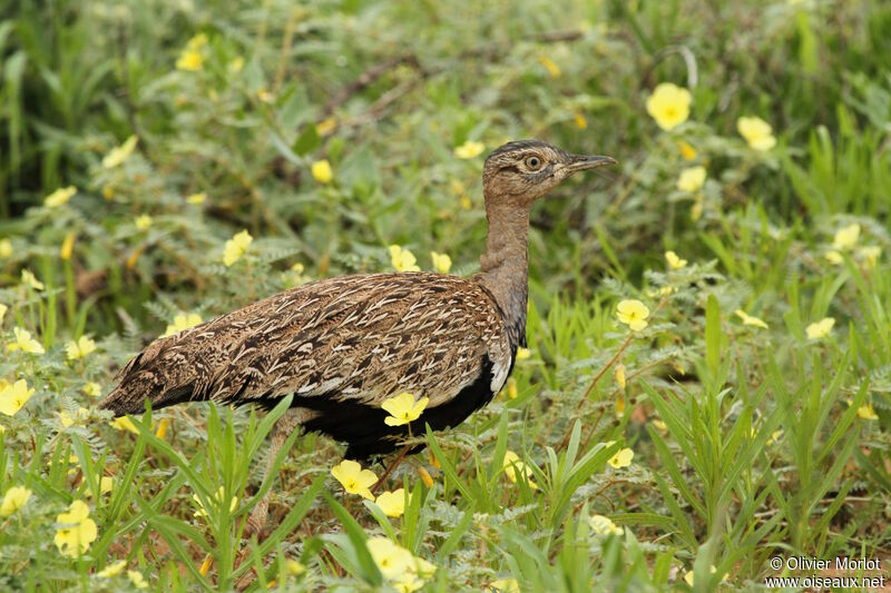 Red-crested Korhaan