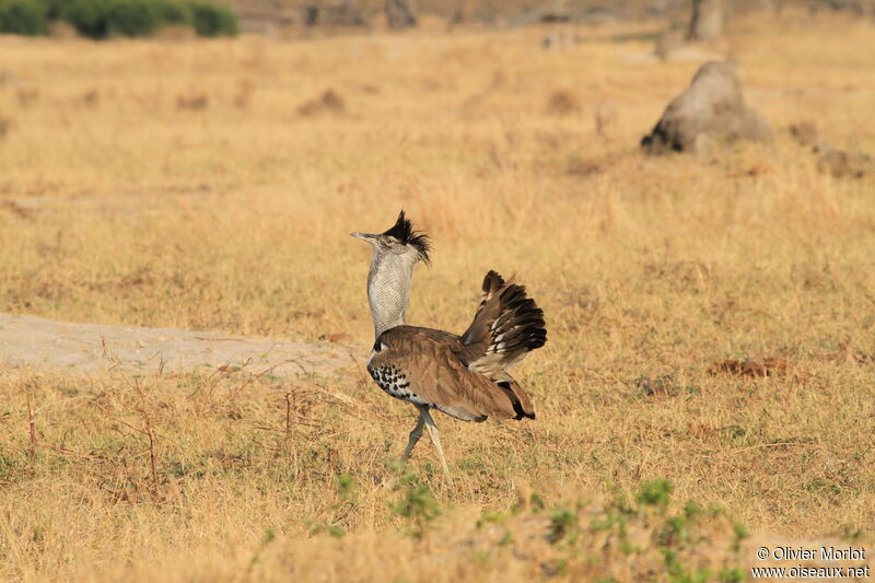 Kori Bustard