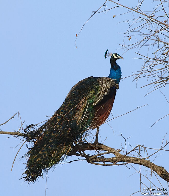 Indian Peafowl