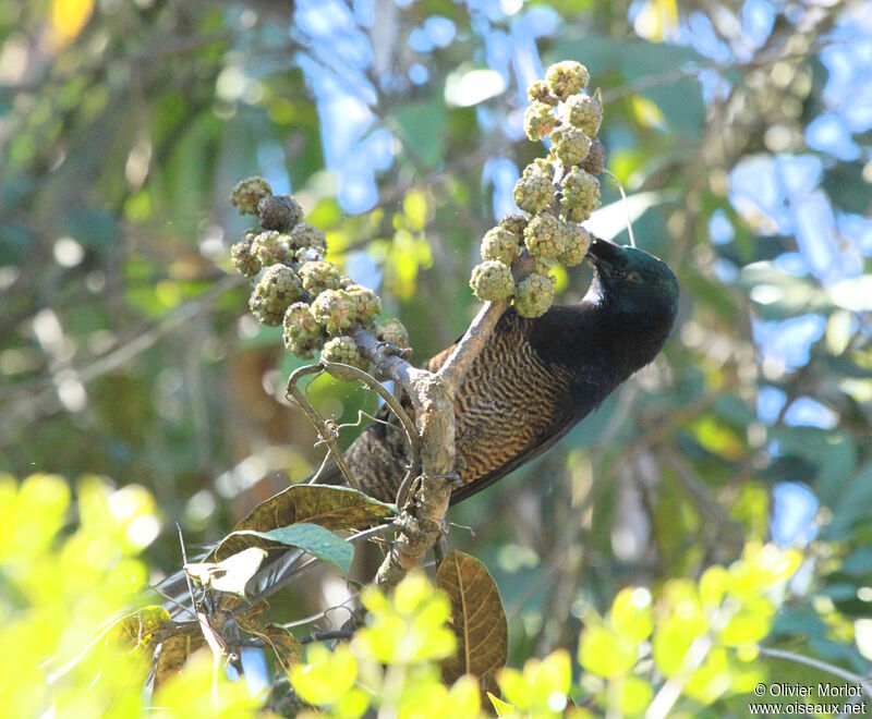 Ribbon-tailed Astrapia female