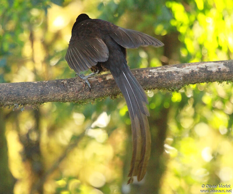 Ribbon-tailed Astrapia female