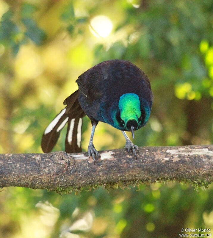 Ribbon-tailed Astrapia male