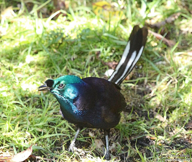 Ribbon-tailed Astrapia male