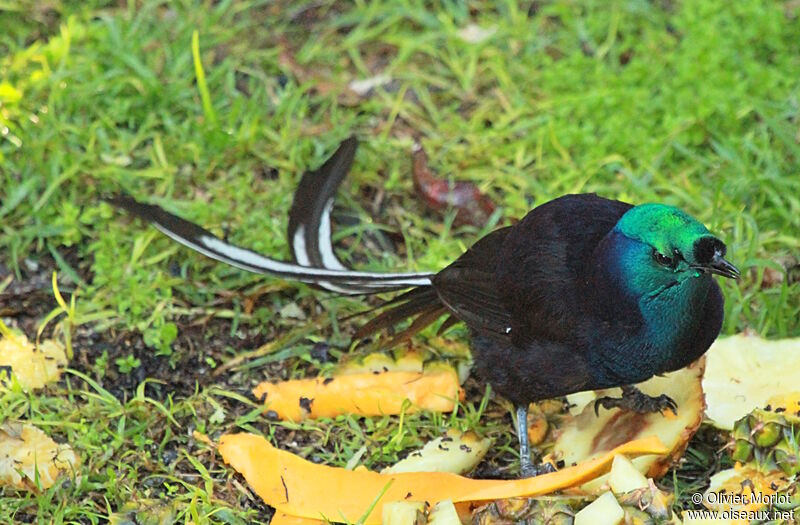 Ribbon-tailed Astrapia male