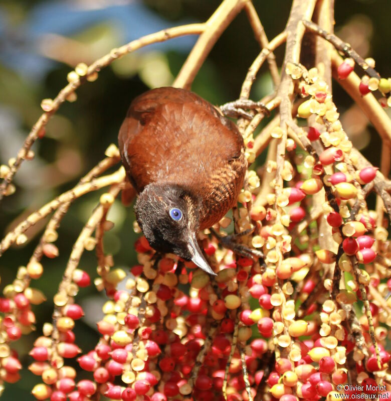 Lawes's Parotia female