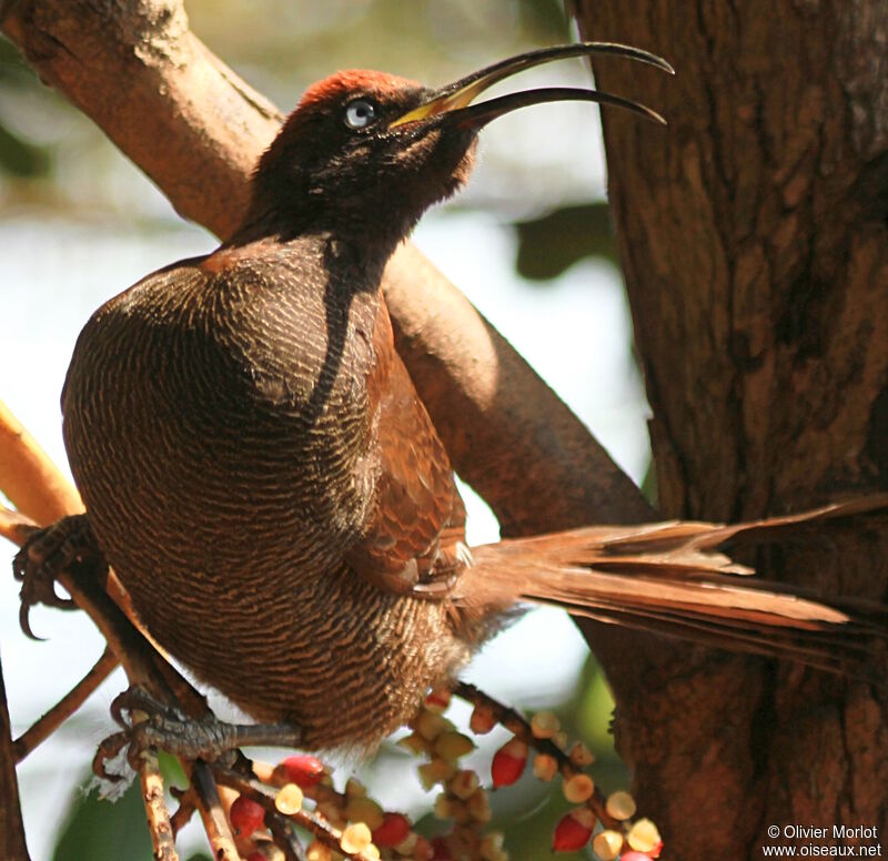 Brown Sicklebill female