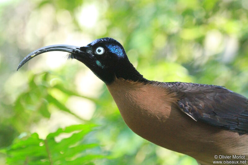 Brown Sicklebill male