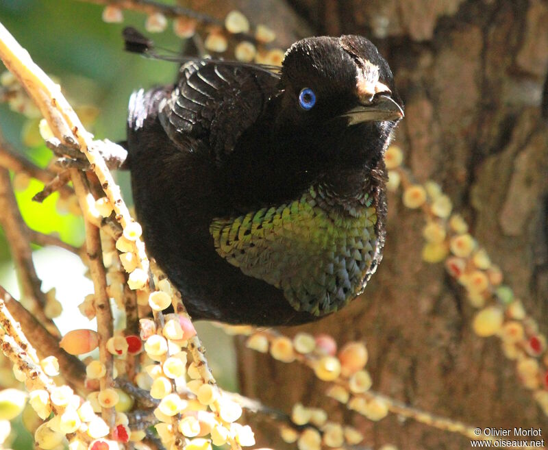 Wahnes's Parotia male