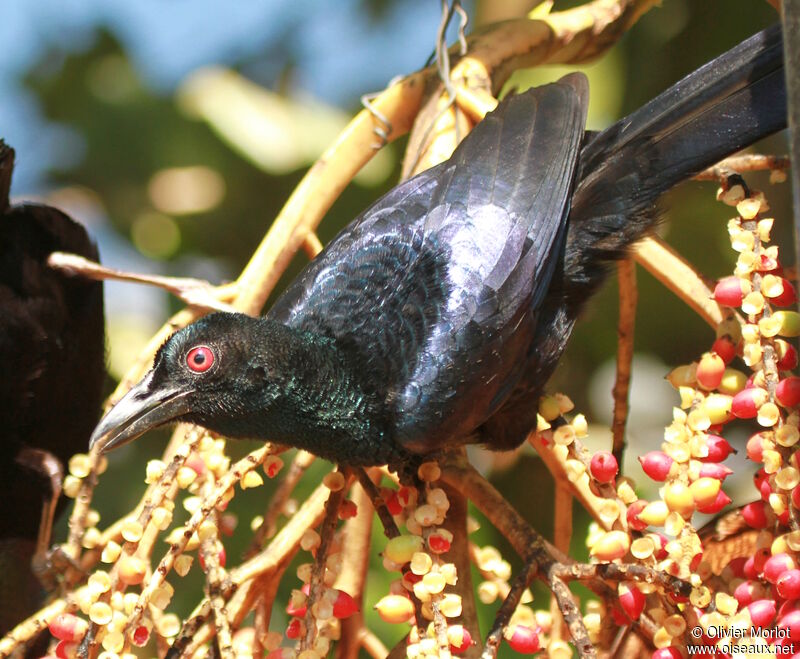 Glossy-mantled Manucode