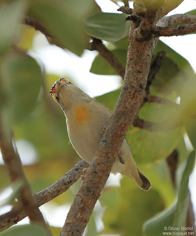 Pardalote à sourcils rouges