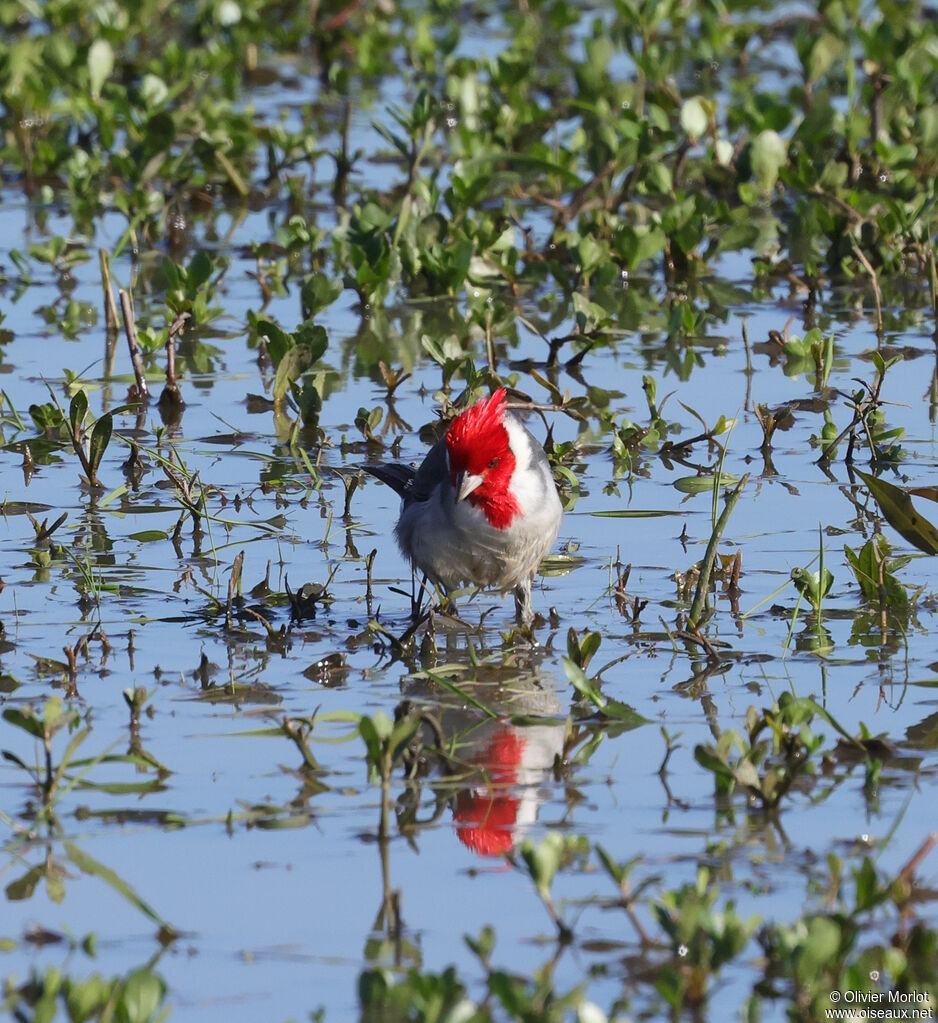 Red-crested Cardinal