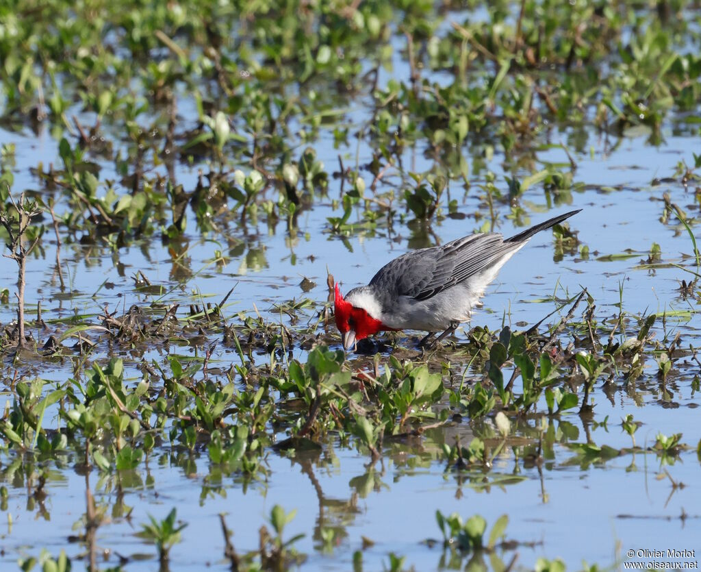 Red-crested Cardinal