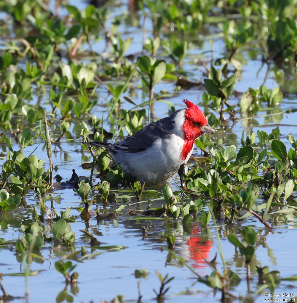 Red-crested Cardinal