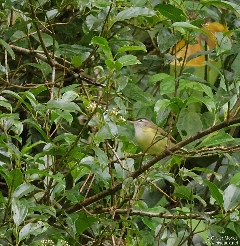 Paruline à couronne dorée