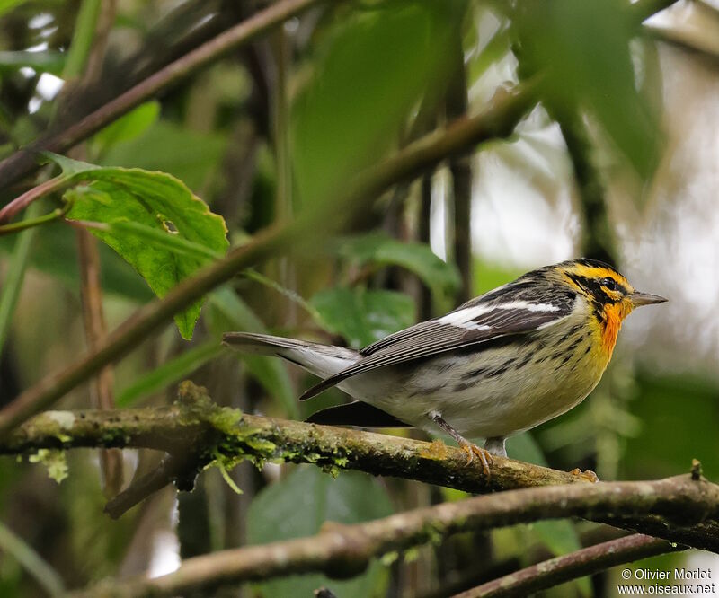 Blackburnian Warbler male