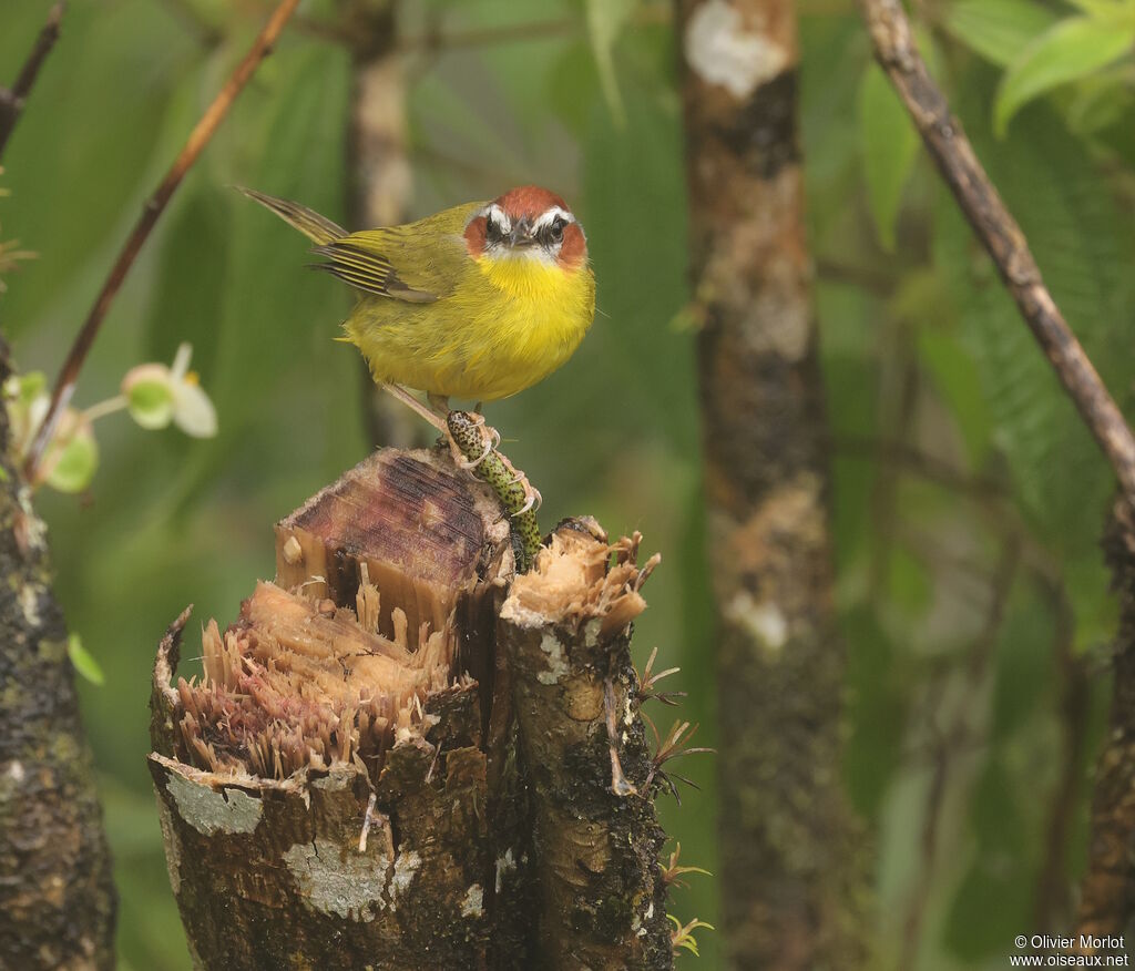 Paruline de Delattre