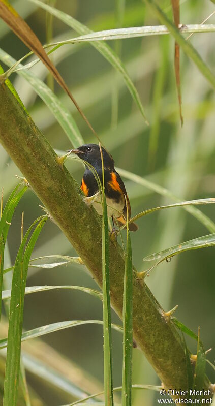 Paruline flamboyante