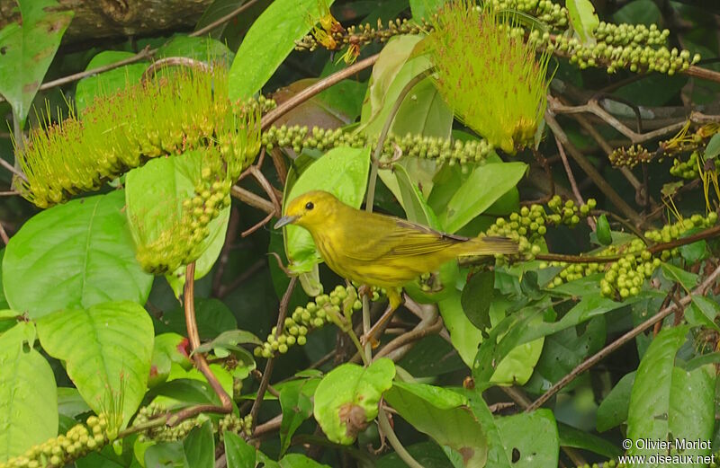 Paruline jaune