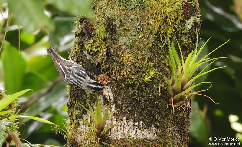 Black-and-white Warbler