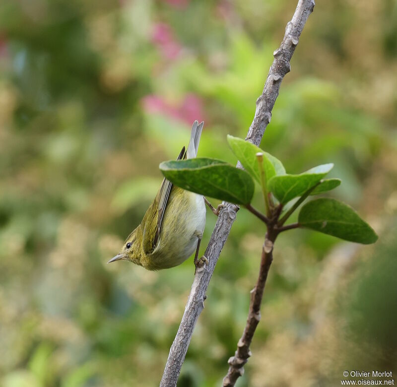 Tennessee Warbler