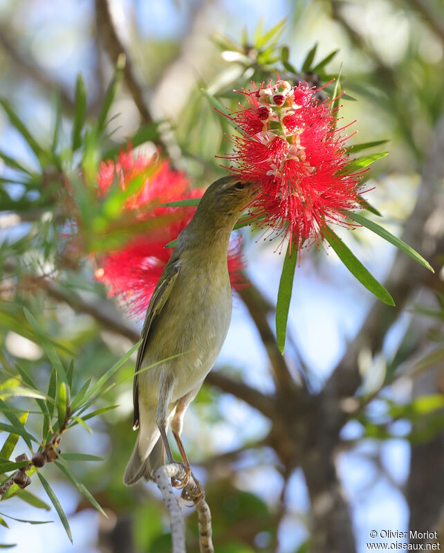 Tennessee Warbler